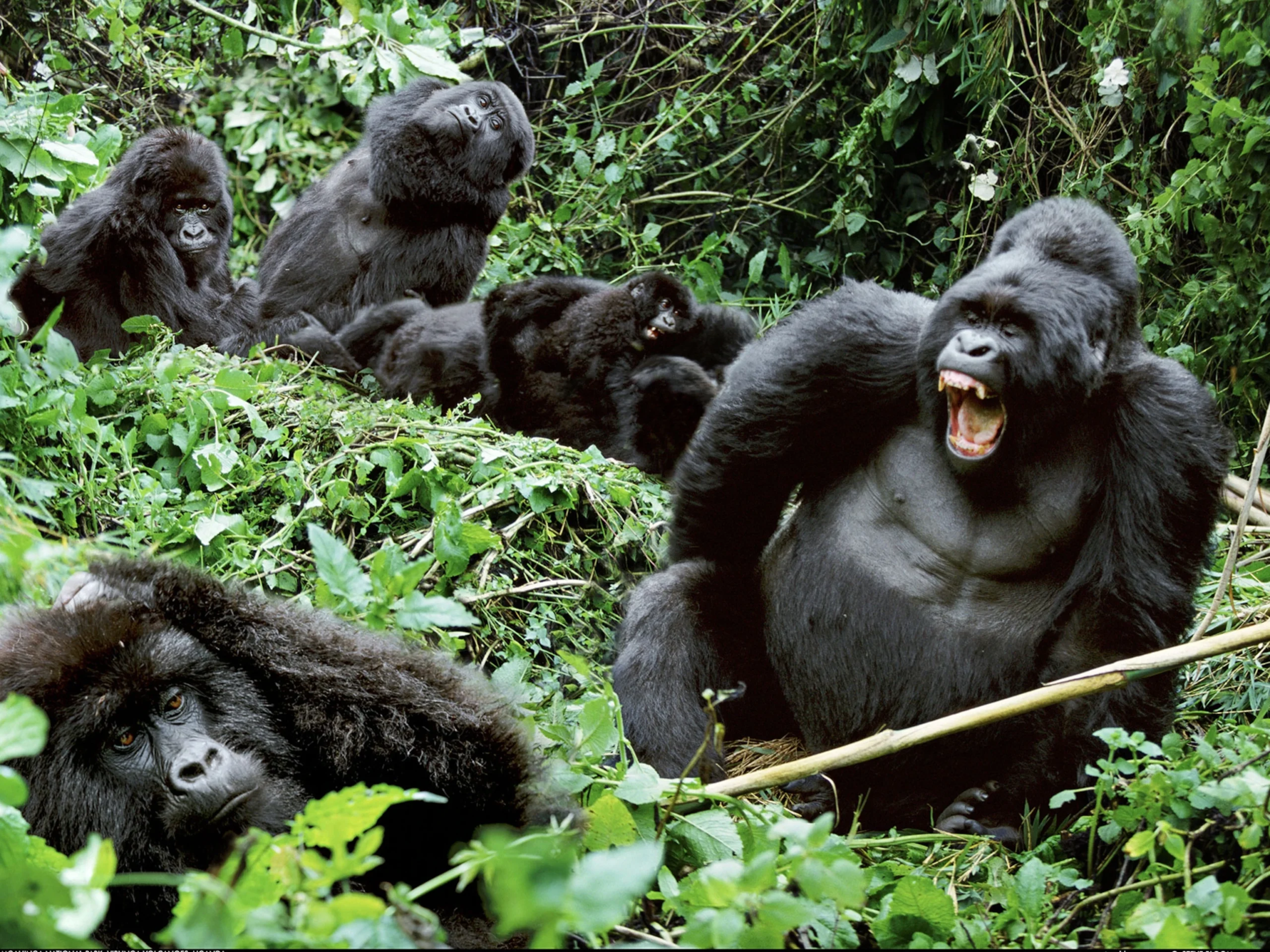 Gorilla Habituation Uganda