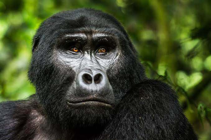 Bwindi Gorilla Trekking Permits
