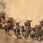 great migration