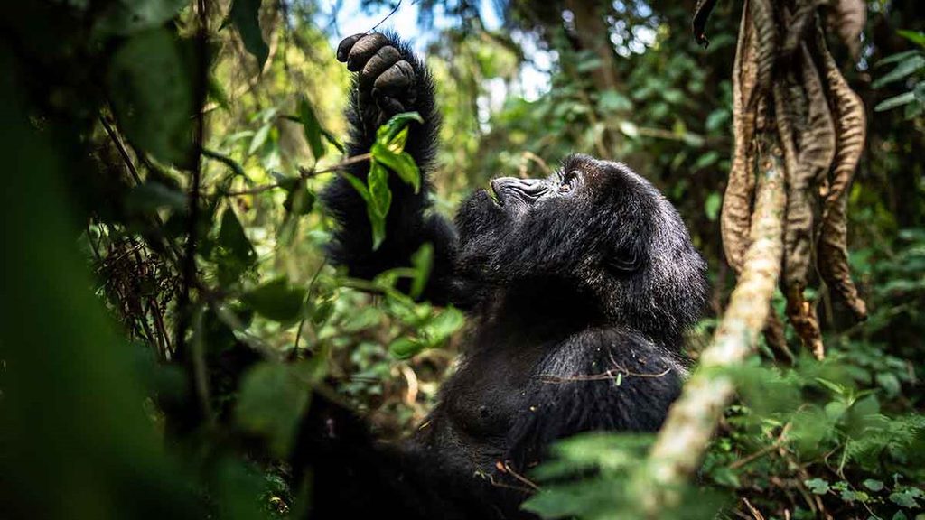 Gorilla Trekking In Rwanda