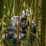 Gorilla trekking In Rwanda