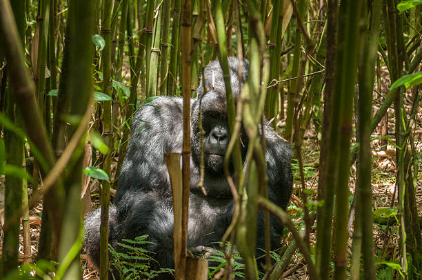 Gorilla trekking In Rwanda