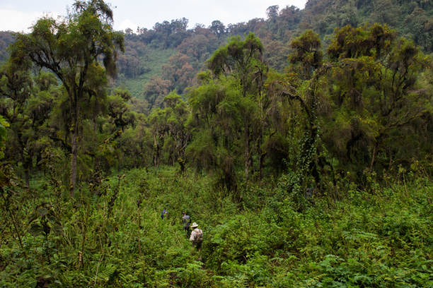 Gorilla Trekking In Rwa