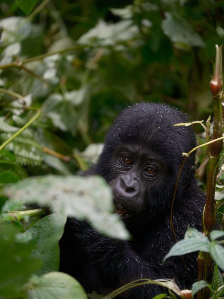 Gorilla